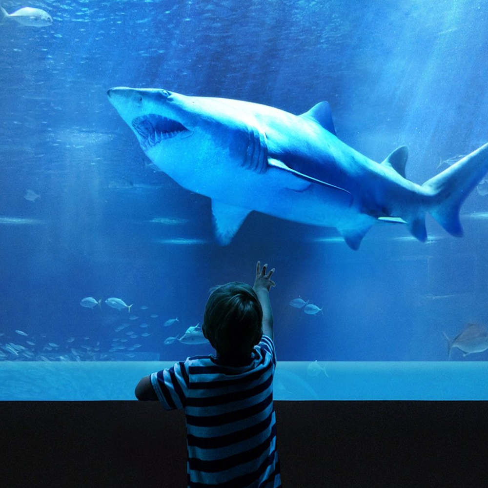 Oceanic Aquarium